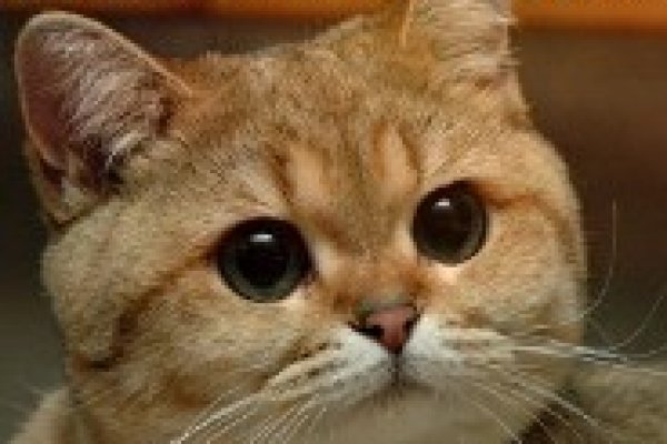 Официальное зеркало солярис точка онион